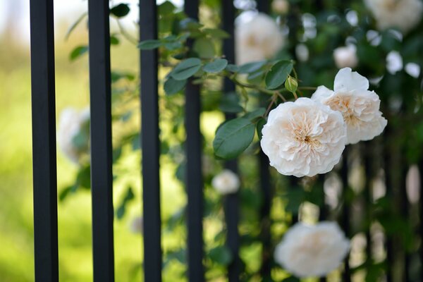 Rose rampicanti su una recinzione a traliccio