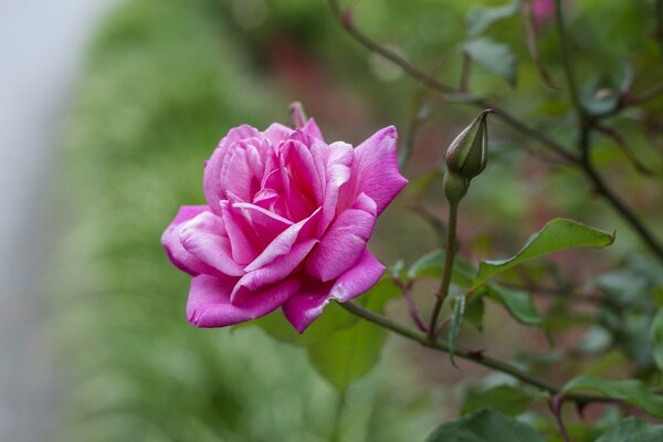 Die Blütenblätter der wilden Rose sind leuchtend rosa