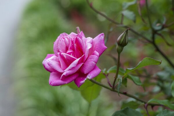 Лепестки дикой розы ярко розового цвета
