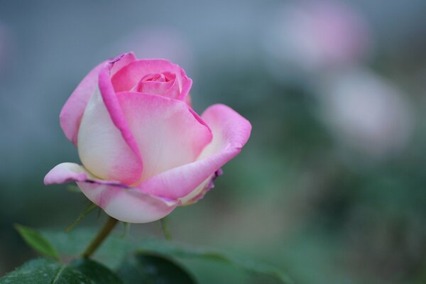 Fiore di una delicata rosa bianca e rosa a fuoco