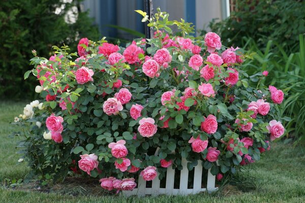 Buisson de roses roses sur fond d herbe verte