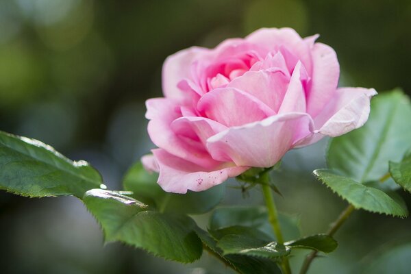 Foto macro di rose su sfondo sfocato