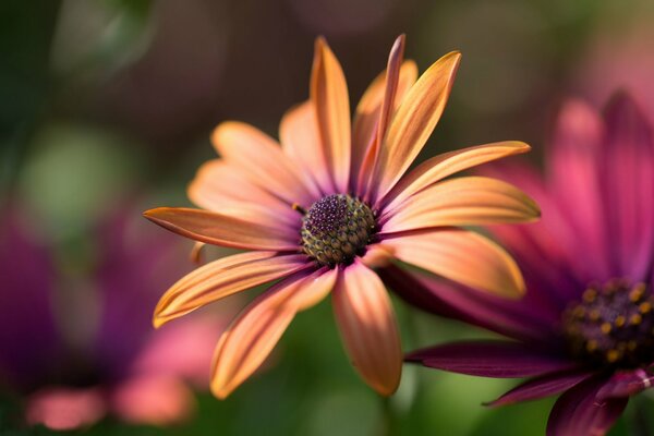 Weinrote Gerbera mit orangefarbenem Glanz