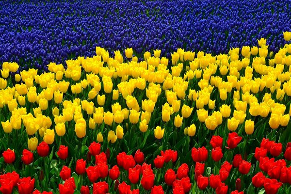 Tulip Garden in the Rostov region