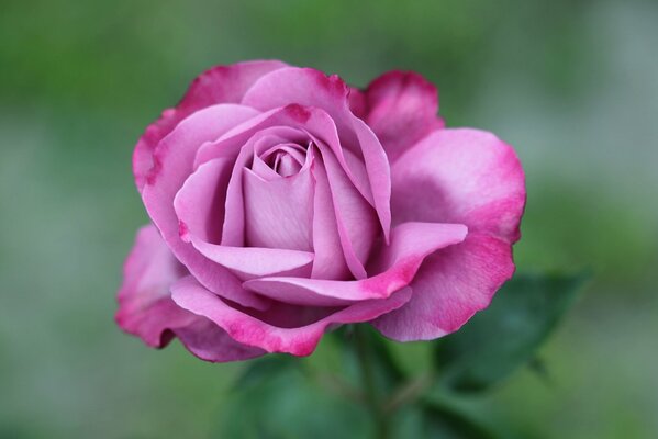 Macro de alta calidad rosa rosa