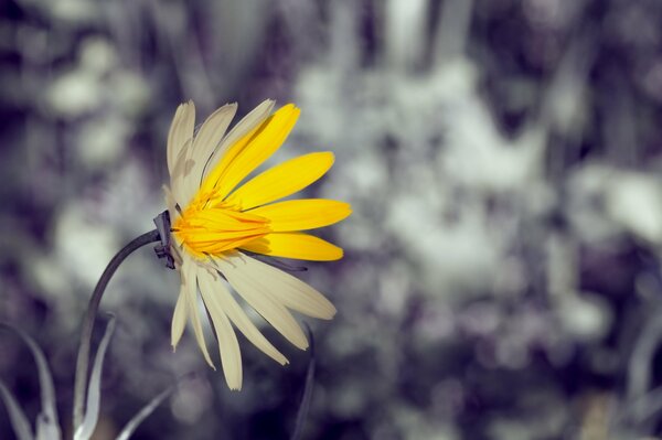 A flower with yellow and white petals