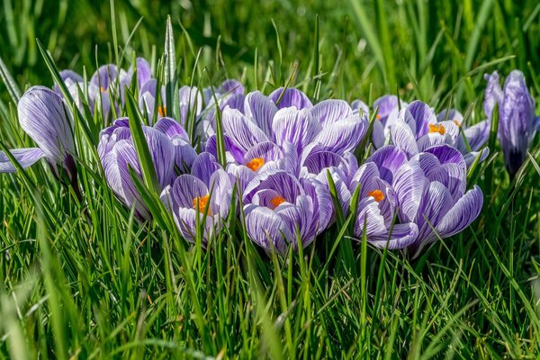 Wonderful crocuses in a green clearing