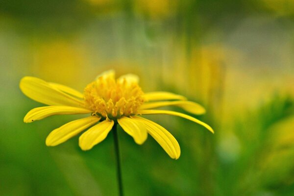 A simple yellow flower on a blurry green background