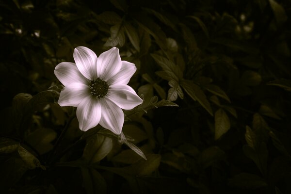 Belle fleur avec huit pétales