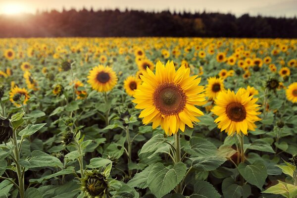 Endless field of golden sunflowers