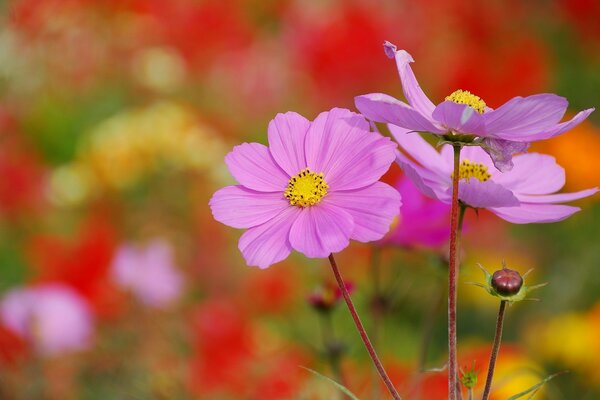 Makro-Kosmos mit lila Blüten des Kosmeus