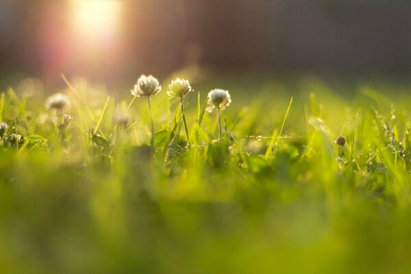 Białe kwiaty w trawie oświetlone słońcem
