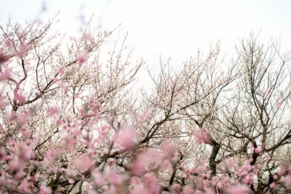 Pink cherry blossoms in spring