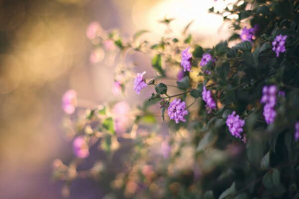 La nature plaît avec de belles fleurs