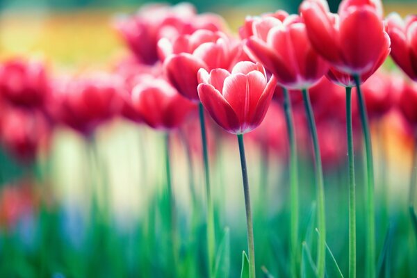 Foto con tulipani sul desktop