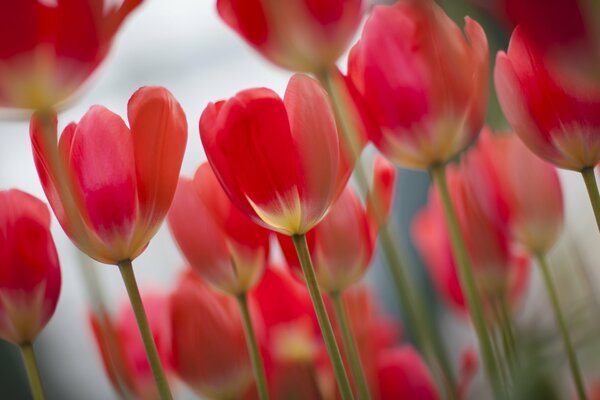 Zdjęcie kwiatów, czerwone tulipany