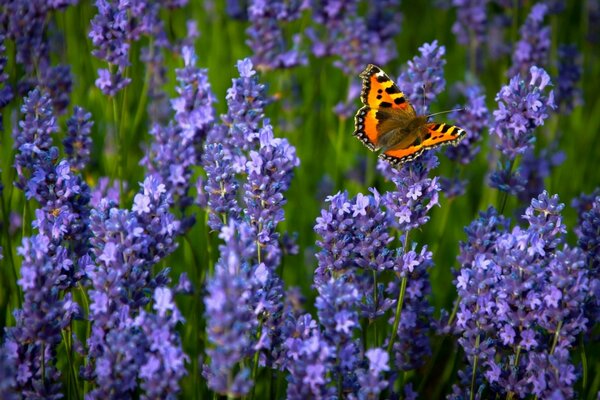 Una mariposa se sienta en una flor de lavanda