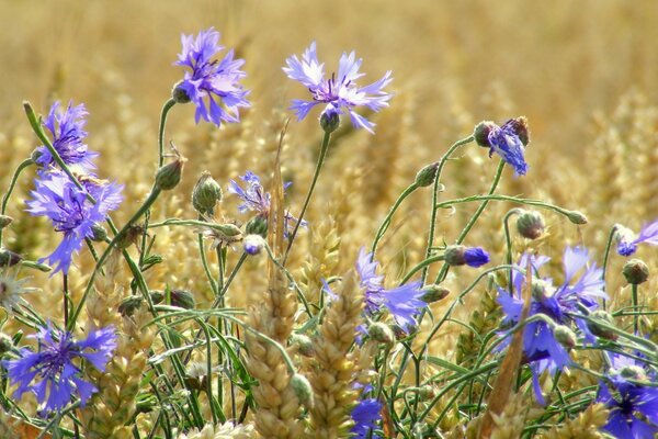 Fleurs de bleuet lilas dans le champ