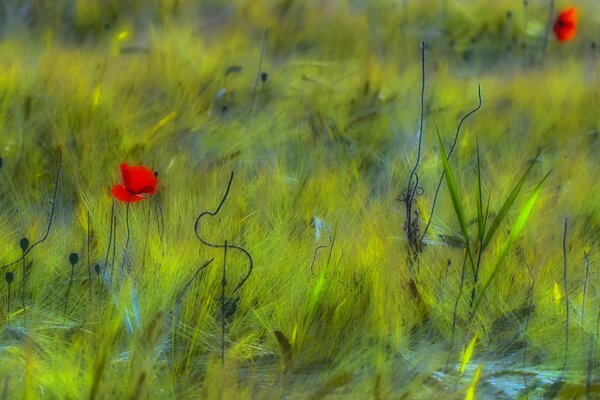 Red poppies grow on a green field