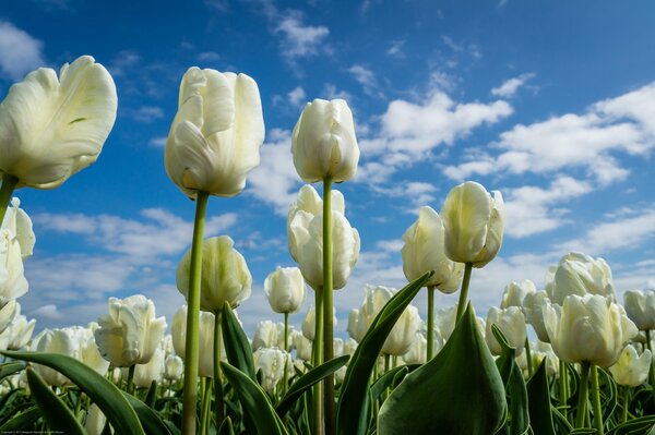 Białe tulipany pod błękitnym niebem