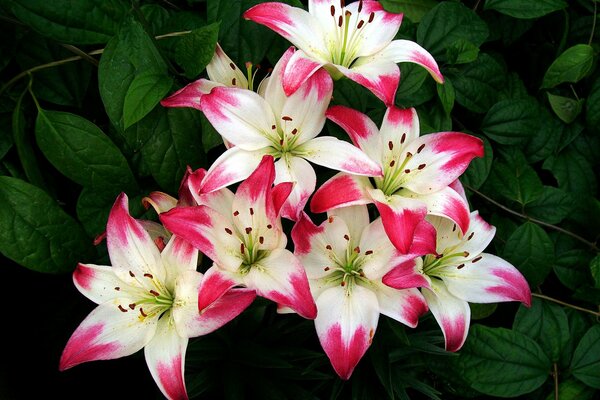 Image d un bouquet de lys sur fond de feuilles vertes