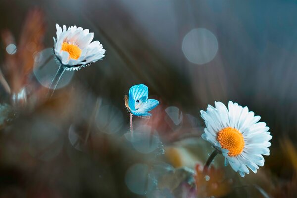 Tender photo with daisies