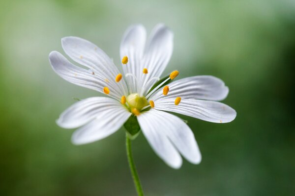 Marco shooting a white flower