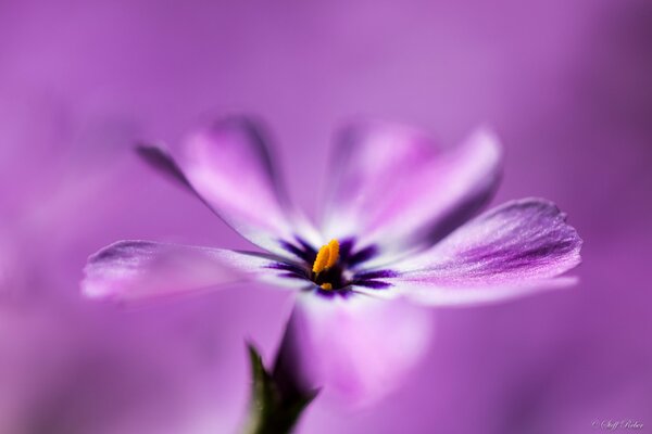 A flower with lilac petals on a blurry background