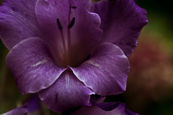 Makrofoto einer violetten Blume auf einem unscharfen Hintergrund