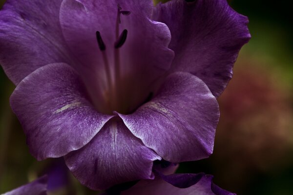 Макро фото фиолетового цветка на размытом фоне
