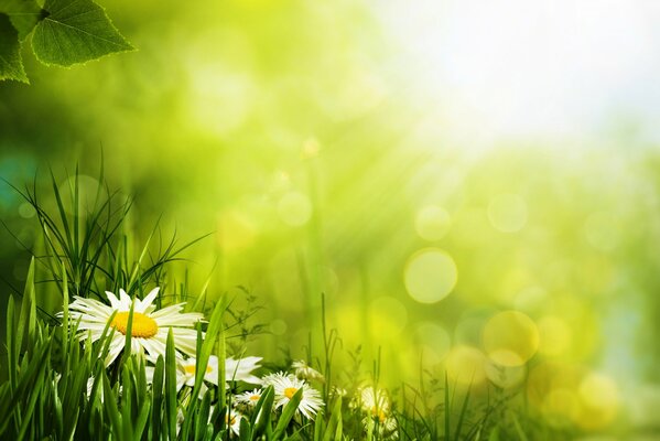 Petals of daisies in the green grass