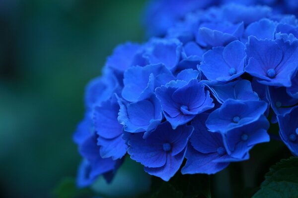 Incredible blue hydrangea in macro shooting