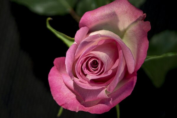 Brote floreciente de una delicada rosa rosada