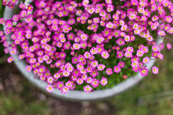 Pink flowers in pots on the street