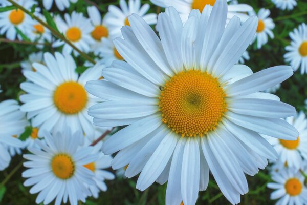 Les marguerites comme de petits soleils