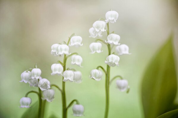 Lilies of the valley on a blurry green background