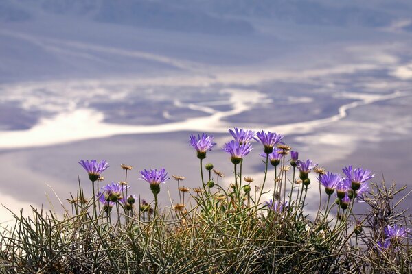 Fiori di campo viola contro il cielo