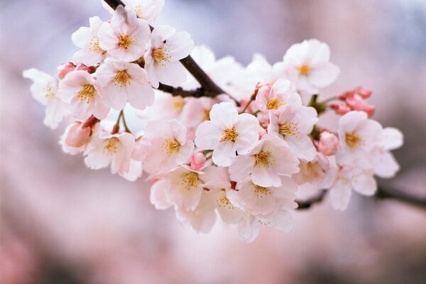 Delicate white-pink cherry blossoms on a branch