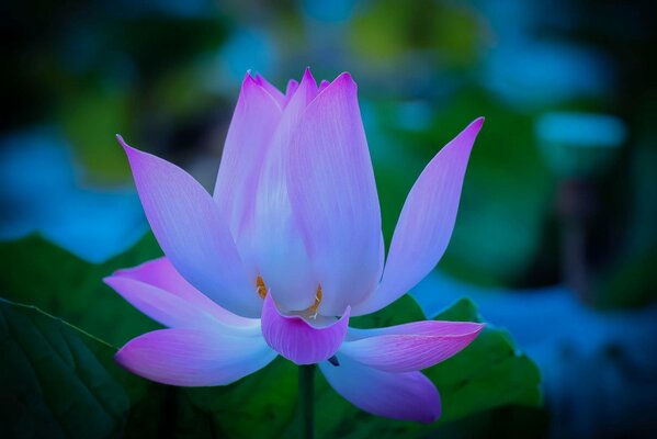 Lilac lotus petals near