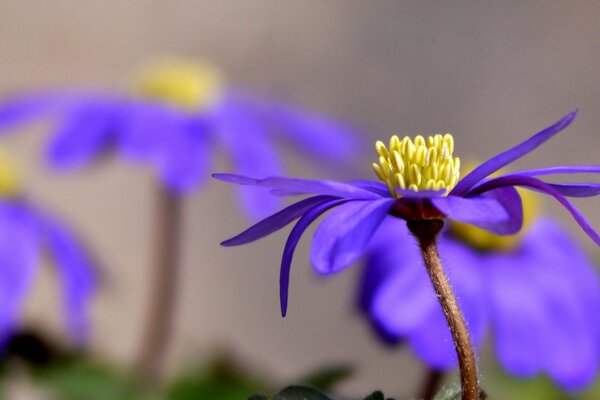 Fleur pourpre au soleil