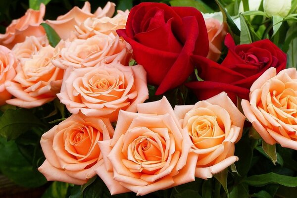 Bouquet of red and orange roses