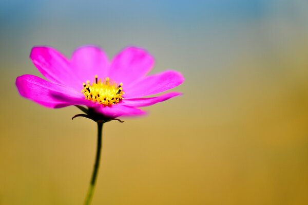 Leuchtend rosa Blume auf gelbem Hintergrund