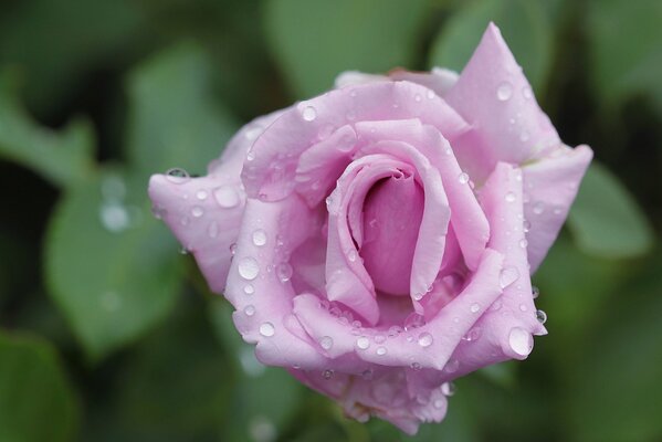 Różowe płatki róży w kroplach rosy