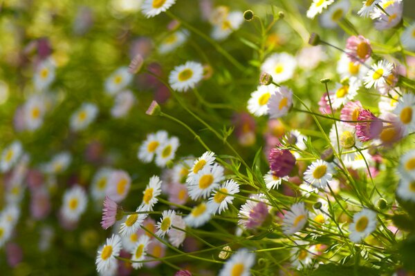 Blooming summer wildflowers