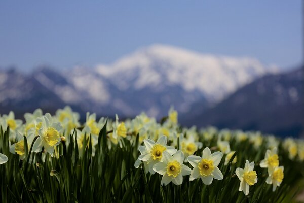 Narcisi che crescono in natura in montagna