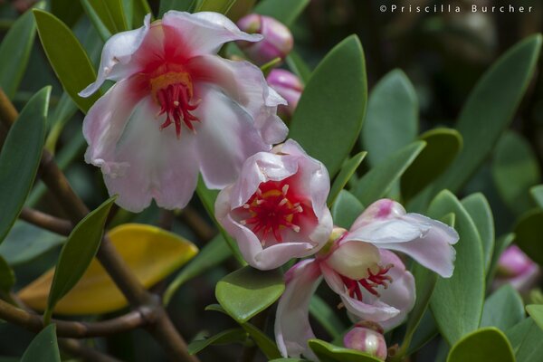 Flores carnosas de hiedra de cera