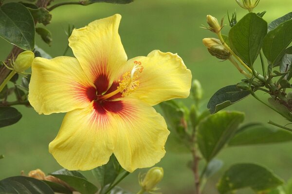 Gelbe Hibiskusblüte und ihre Knospen