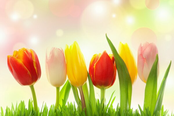 Highlights on tulips and grass