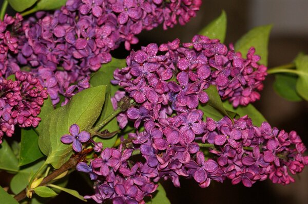 Branche de lilas violet foncé avec inflorescences macro shot