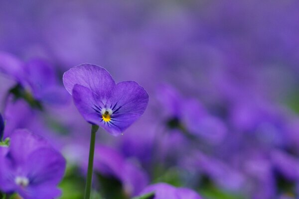 Pétalos de lila violetas encanto tan bueno